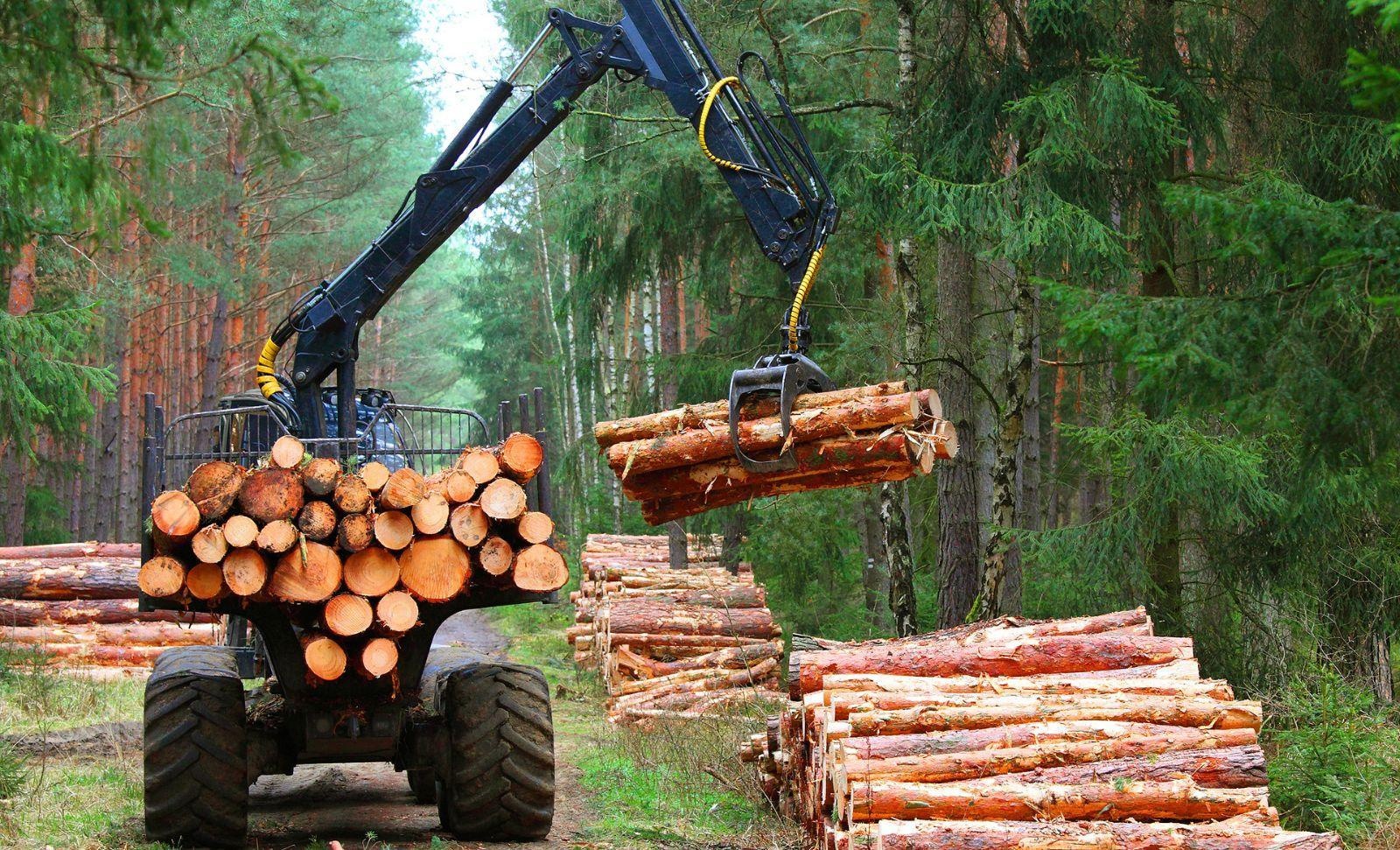 Timber wood forest