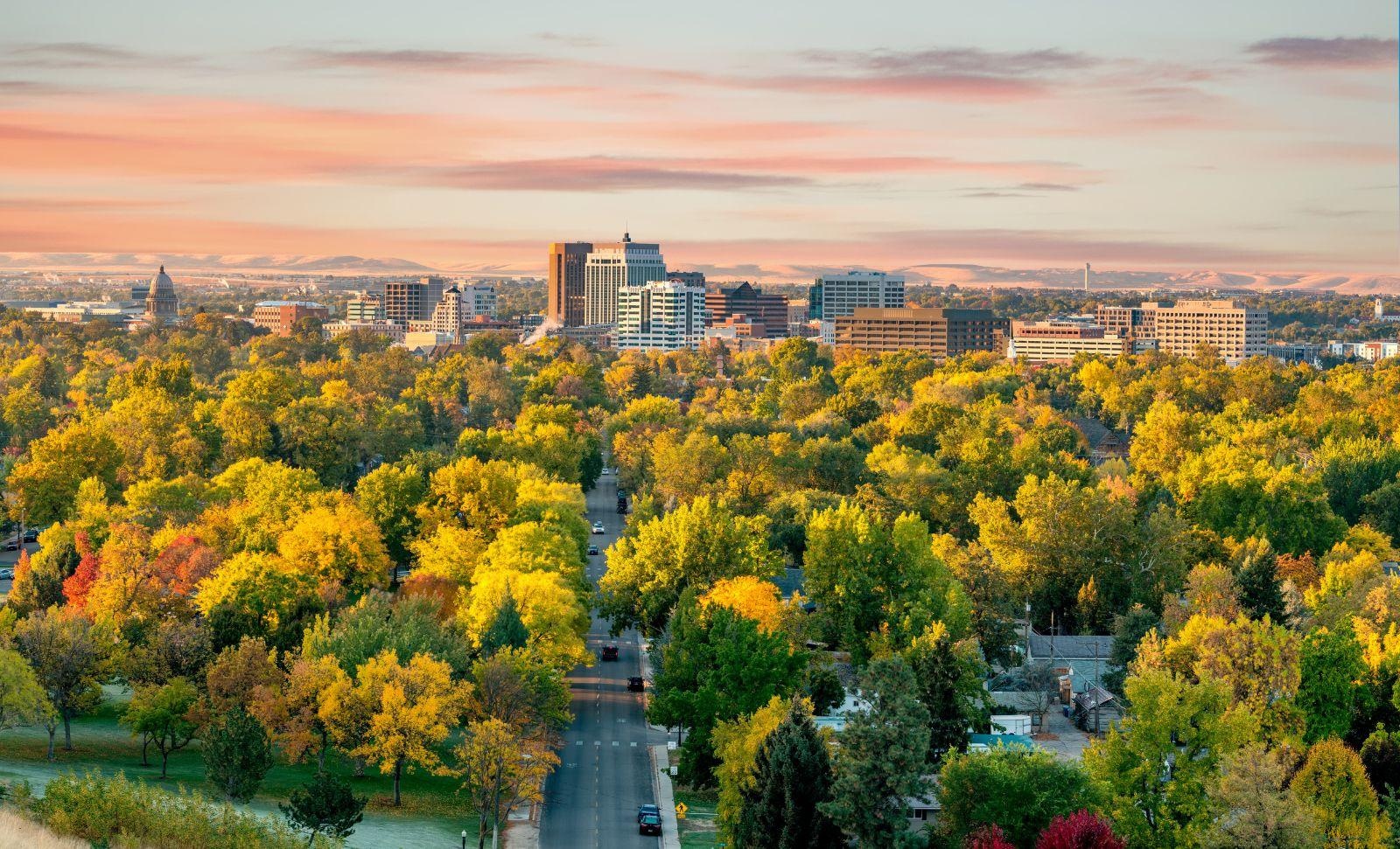 City trees