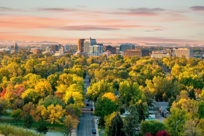City trees