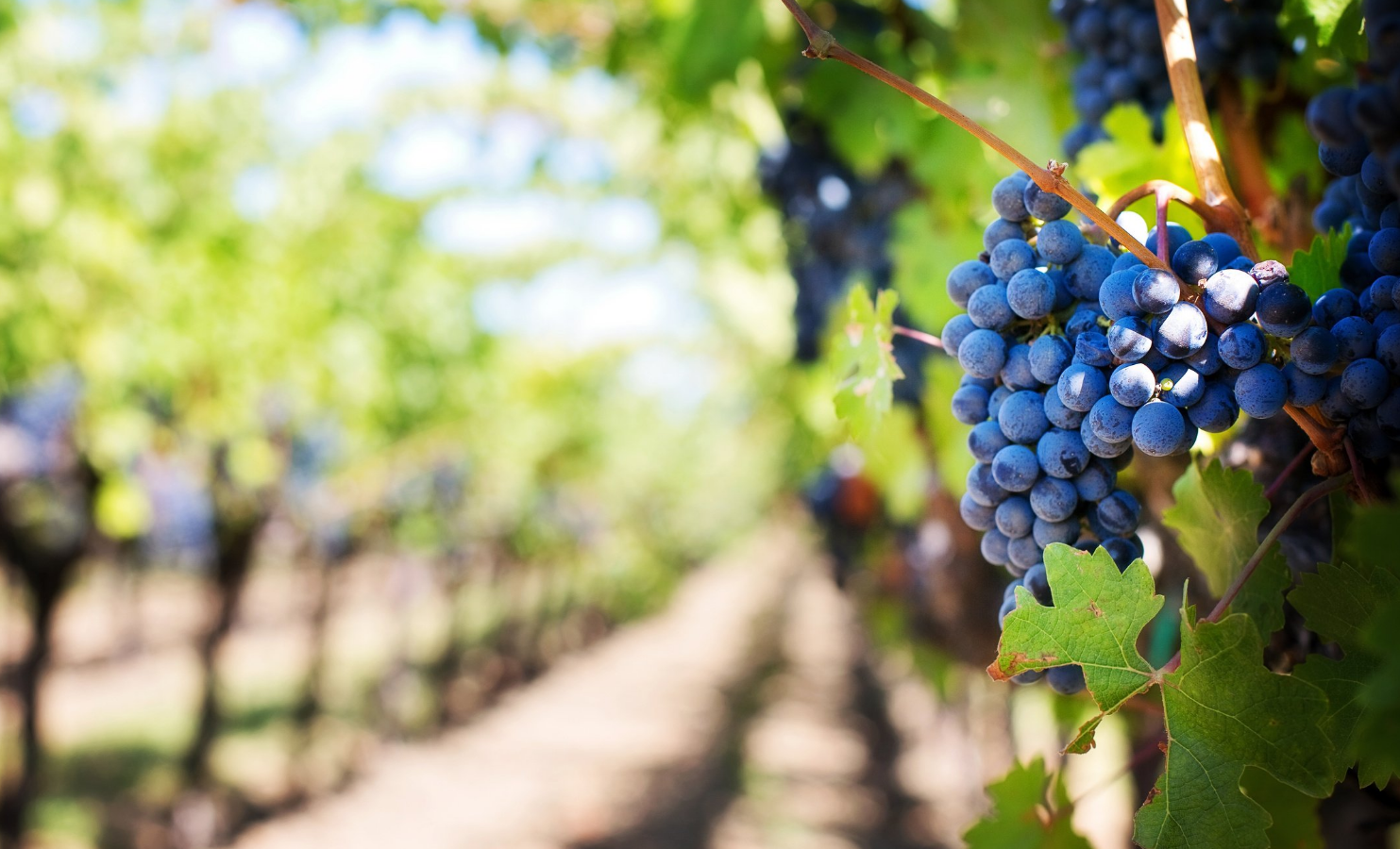 Grapes on vine