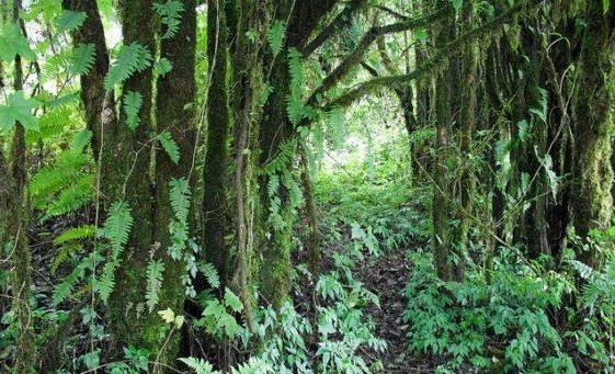 Jungle