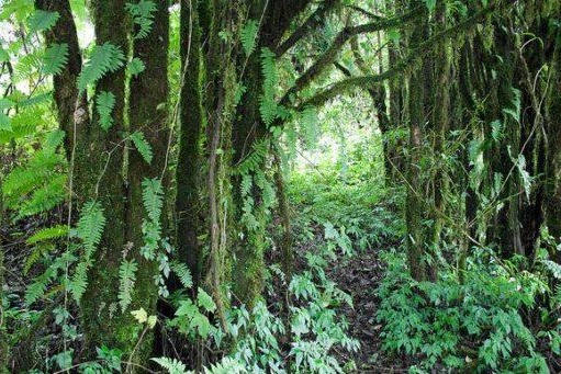 Jungle