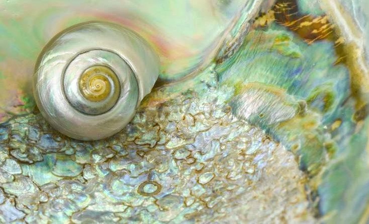 Shell lostmountainstudio sstock 0 735x445