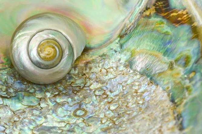 Shell lostmountainstudio sstock 0 735x445