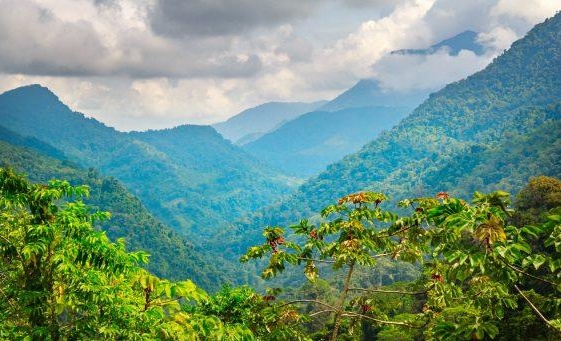 Jungle canopy