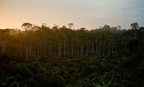 Tall trees sunset