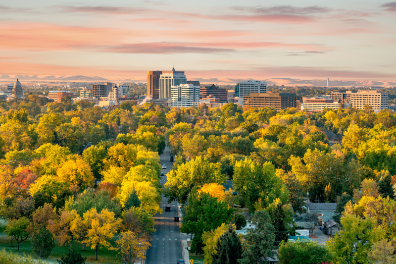 City trees