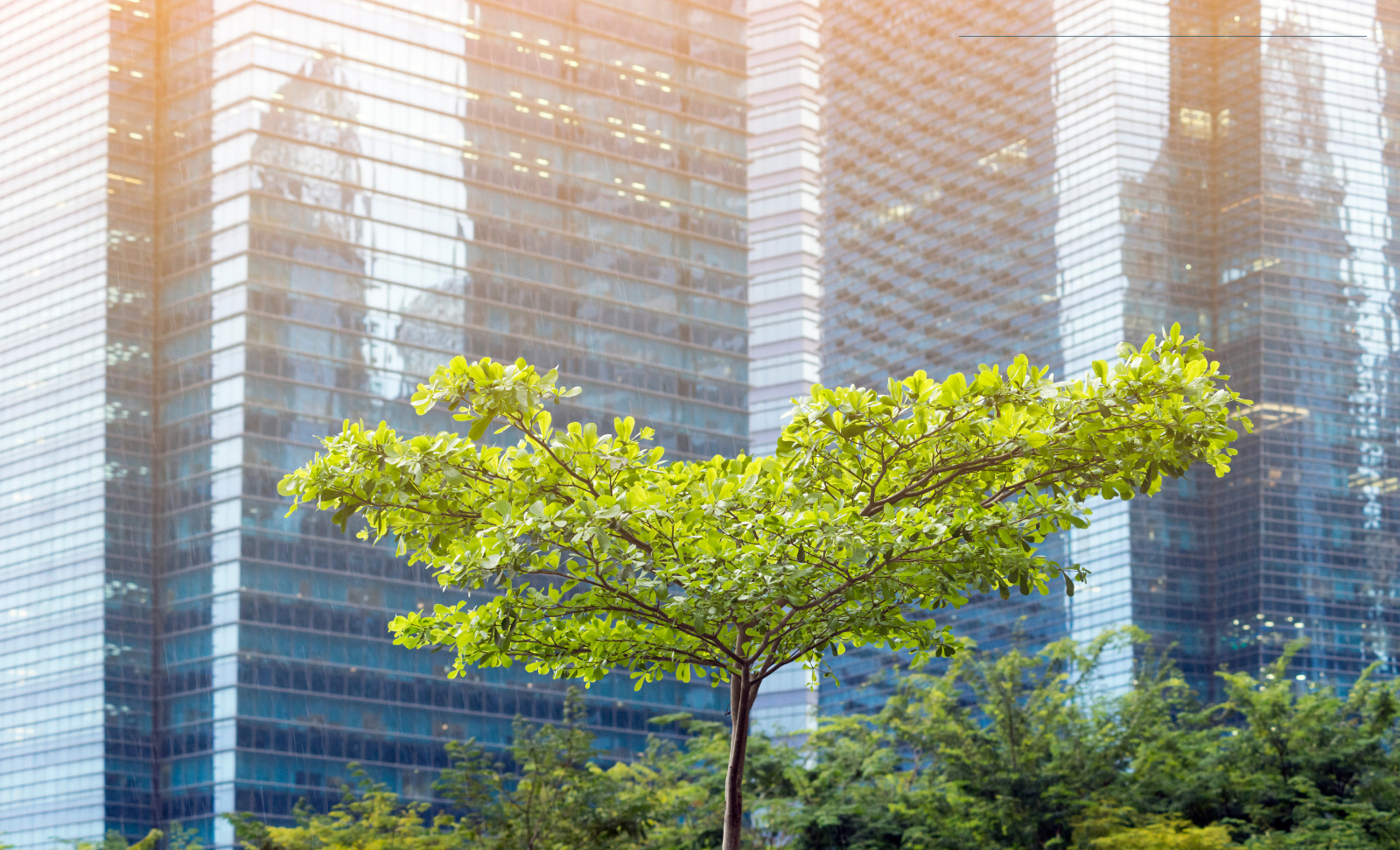 City and trees