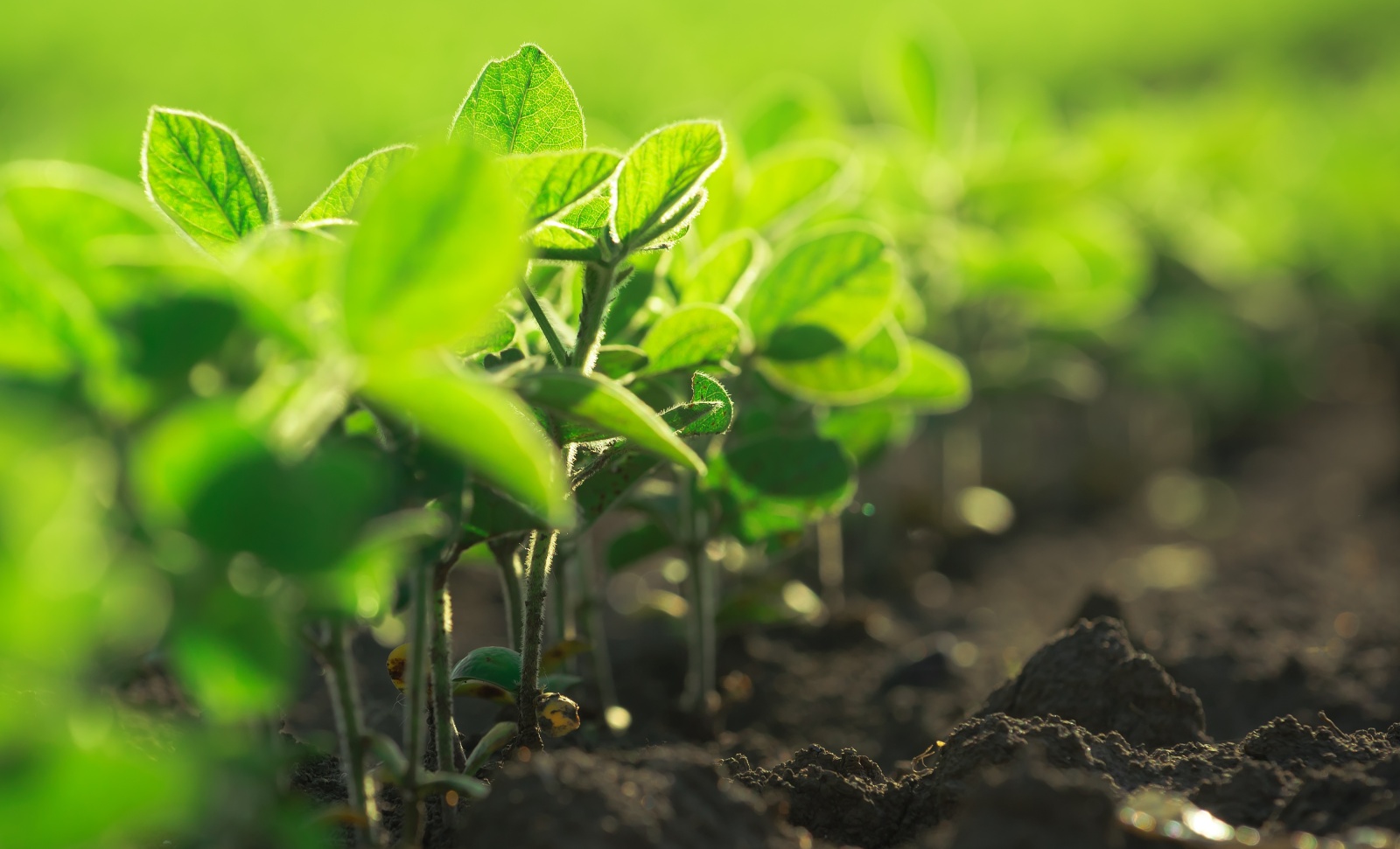 Young soybean plants growing in cultivated field