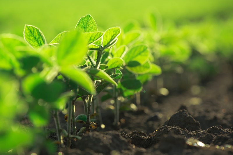 Young soybean plants growing in cultivated field