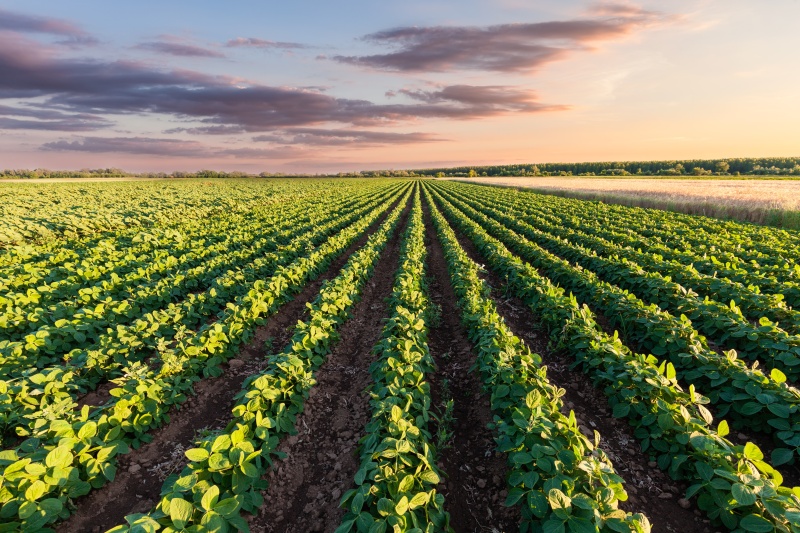 Rows of crops