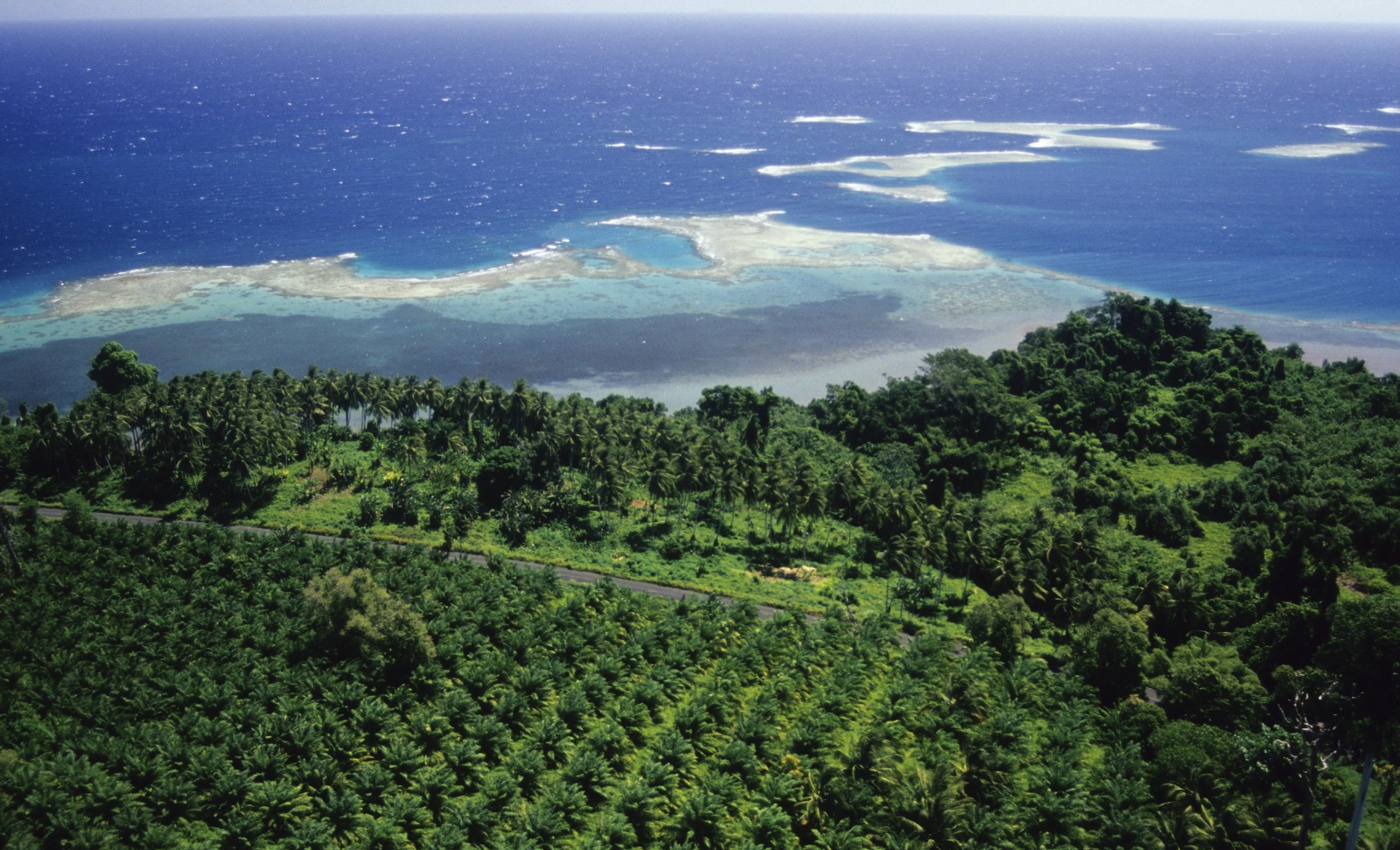 Oil Palm Plantation