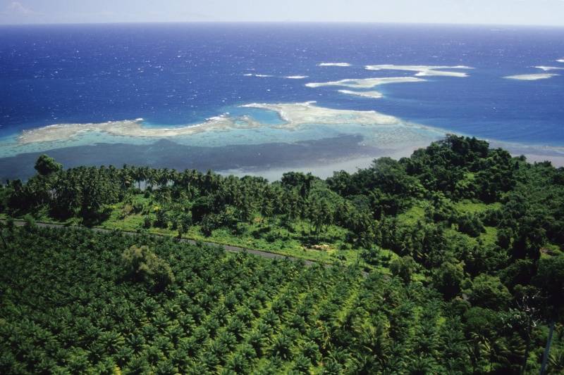 Oil Palm Plantation